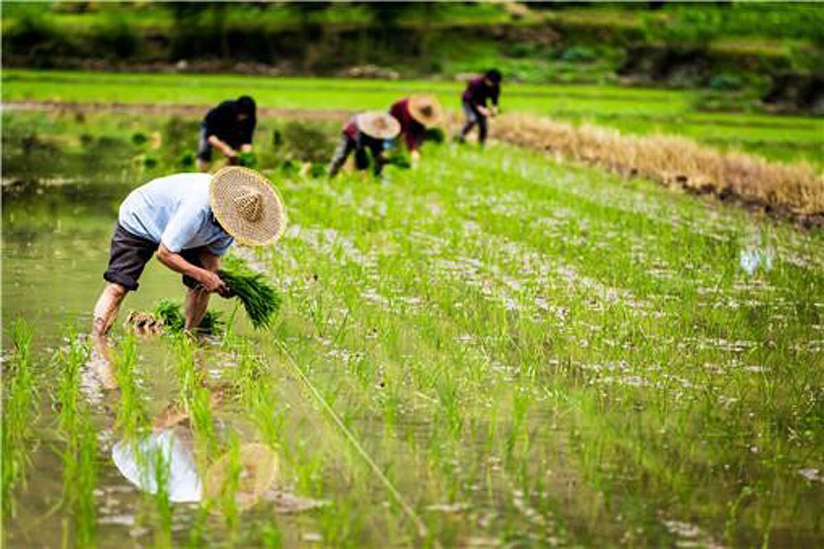نجات کشاورزی چین از کم‌آبی