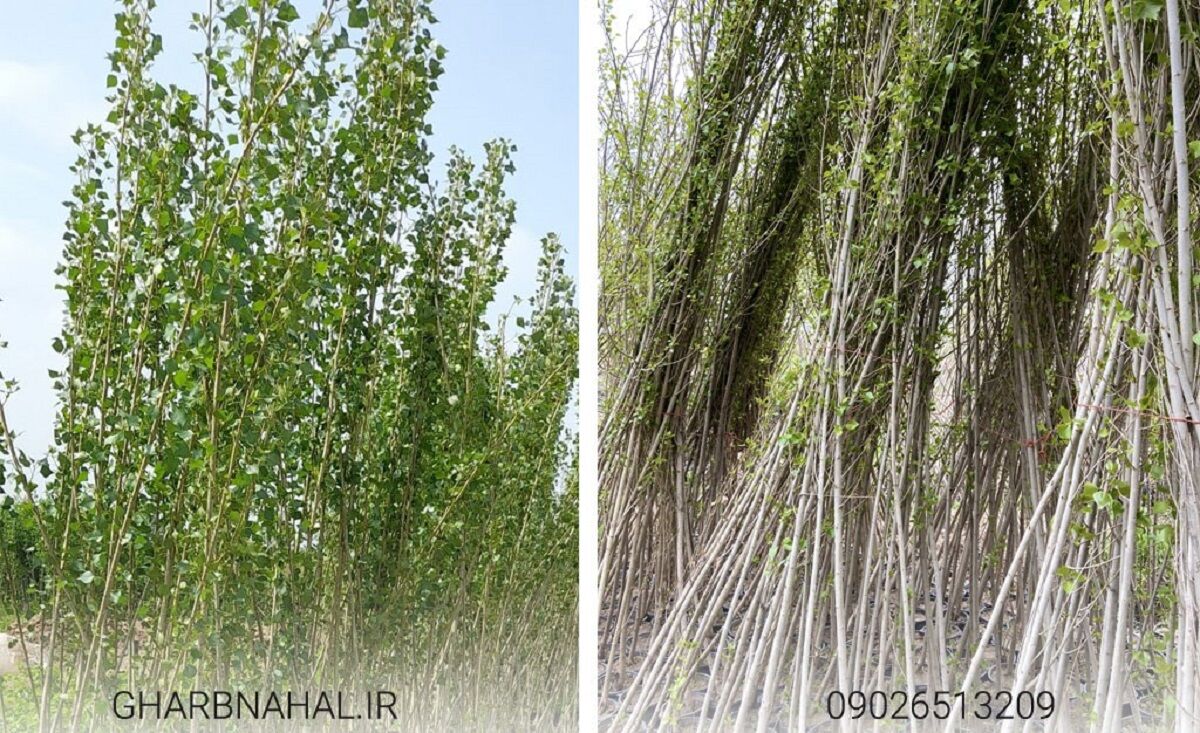 درآمدزایی با خرید و کاشت نهال صنوبر