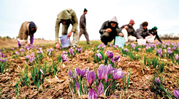 سود جهان از زعفران ایرانی