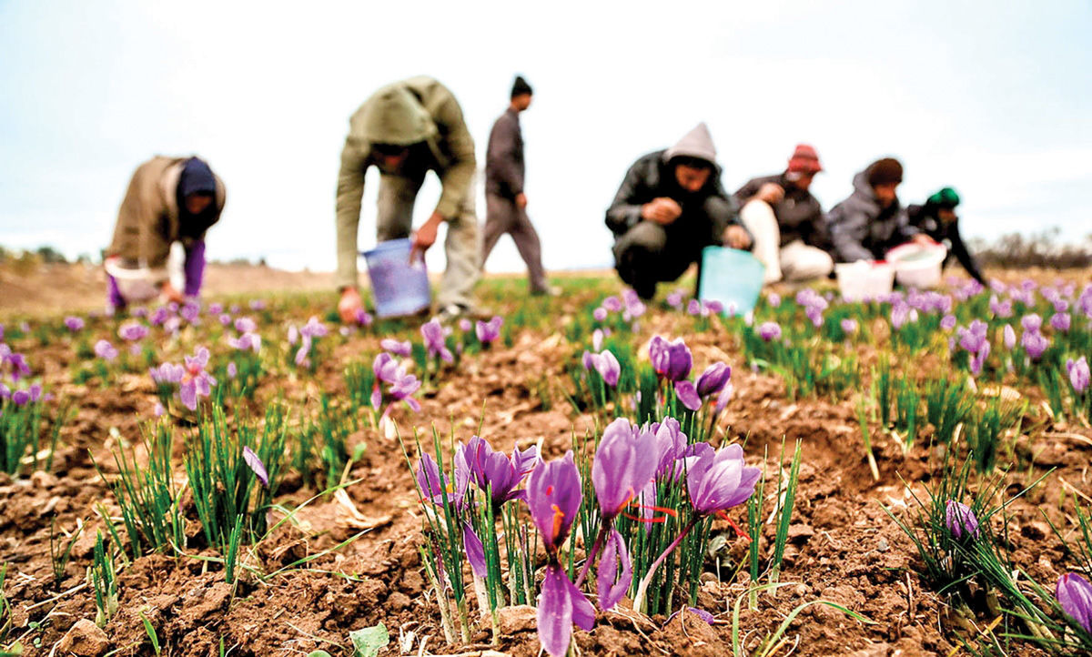 سود جهان از زعفران ایرانی