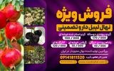 توسعه تجارت محصولات باغی با انتخاب نهال‌های پیوندی و اصلاح شده 09141811520