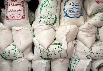 علت اصلی افزایش قیمت برنج شمال / قیمت تمام شده برنج طارم 145 هزار تومان است