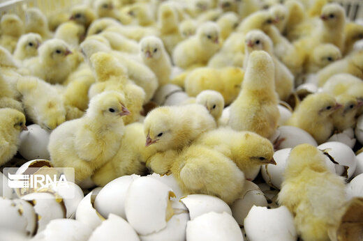 ماجرای پایین نیامدن قیمت مرغ چیست؟