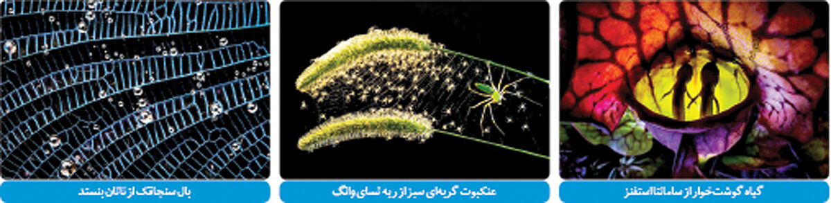 کشف دوباره جهان در قاب عکاسان