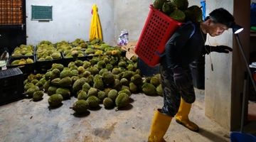 خیز مالزی برای تسخیر بازار جهانی با یک میوه جنجالی