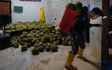 خیز مالزی برای تسخیر بازار جهانی با یک میوه جنجالی