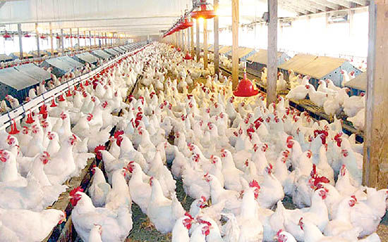 قیمت ۱۵هزار تومانی مرغ پاسخگوی هزینه‌های تولید نیست