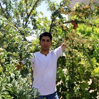 پیش فروش نهال در نهالستان امیرپور آغاز شد! فروش نهال به نصف قیمت پارسال