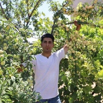 پیش فروش نهال در نهالستان امیرپور آغاز شد! فروش نهال به نصف قیمت پارسال