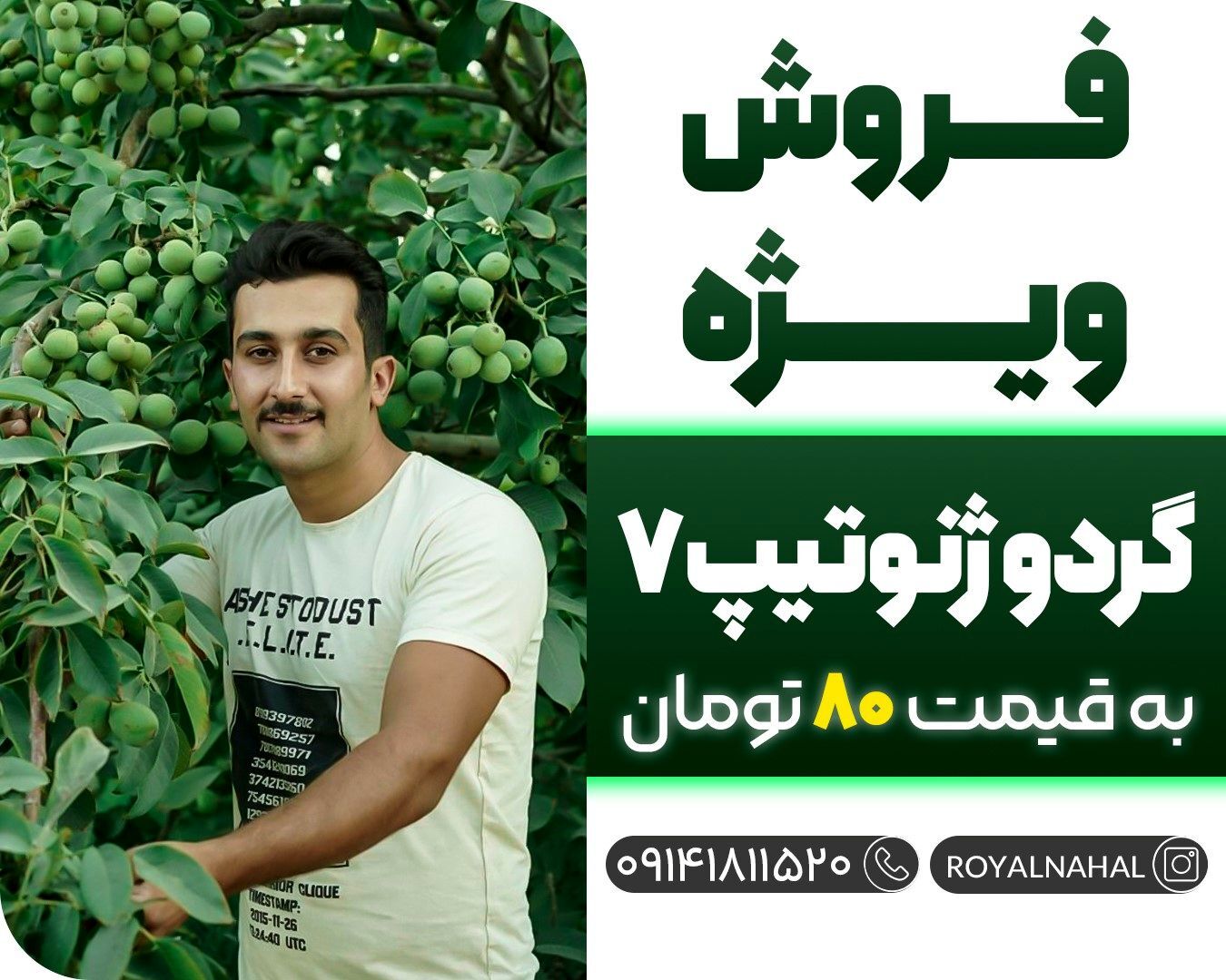 فروش "نهال گردو ژنوتیپ" فقط به قیمت ۸۰ هزار تومان