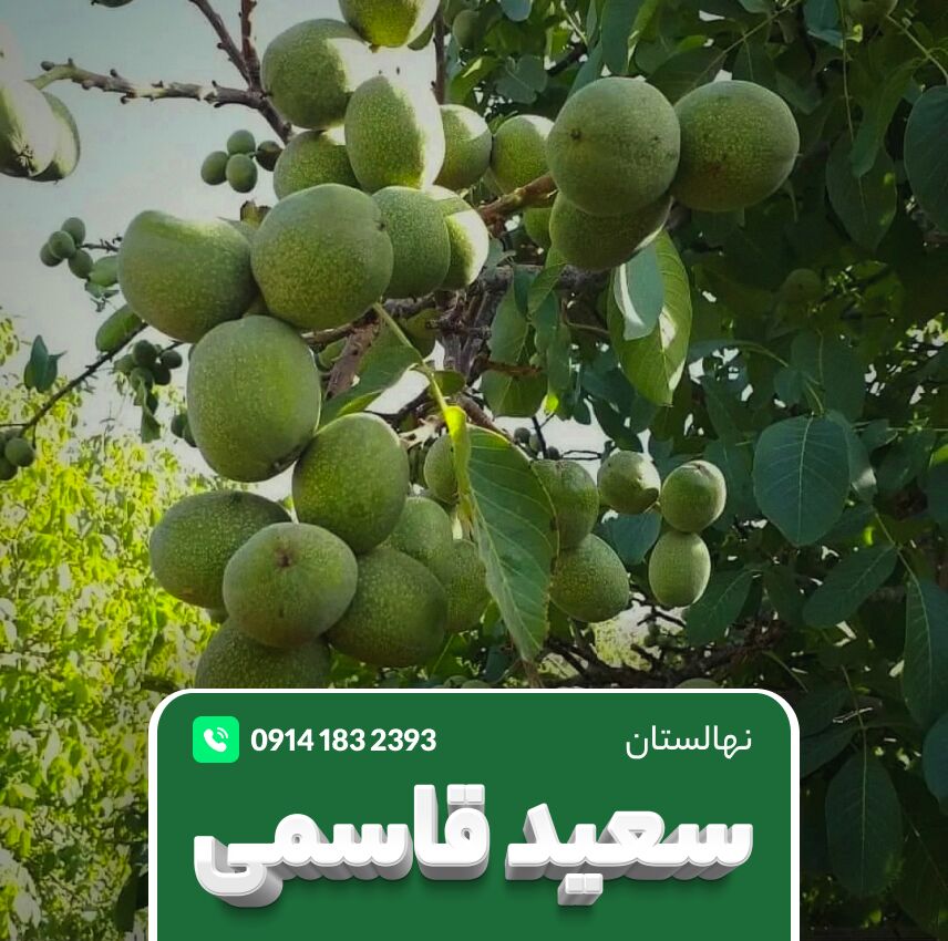 خرید نهال گردو ژنوتیپ و پیوندی با ۳۰٪ تخفیف «نهالستان پالیز»