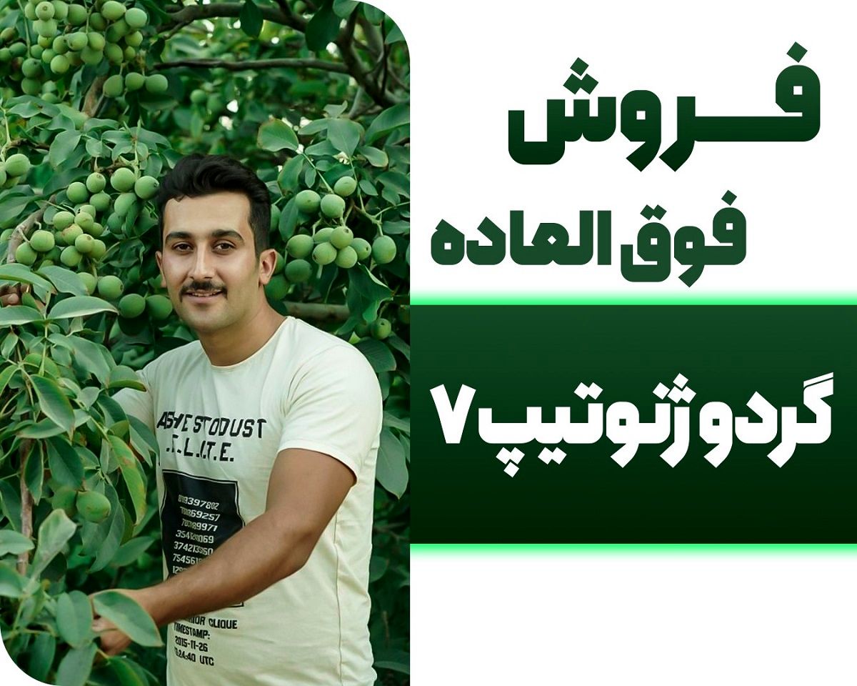 نهال گردو را با مجوز جهاد کشاورزی و قیمت باور نکردنی بخرید