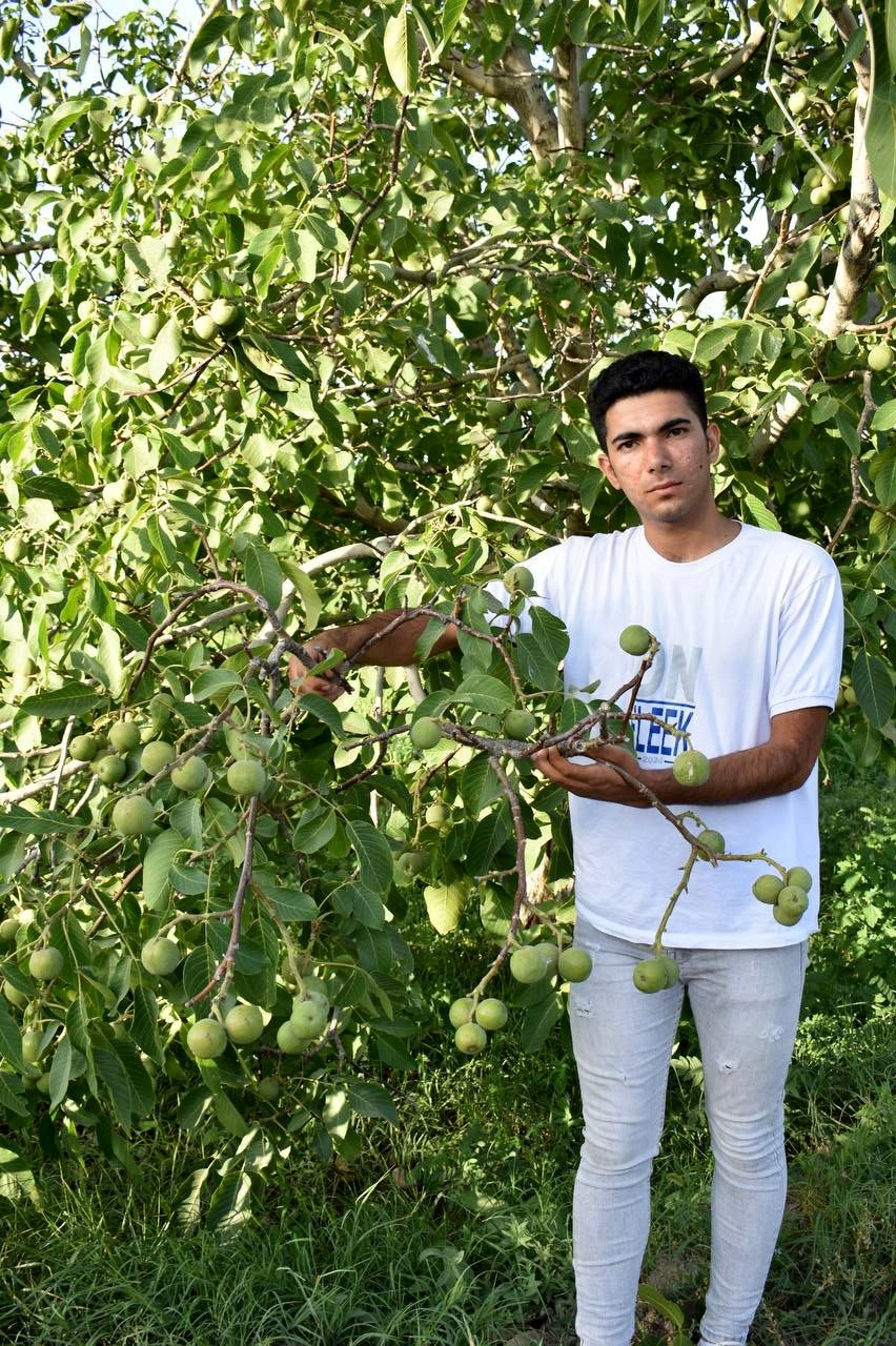 خرید انواع نهال به قیمت 37 هزارتومان، به ازای هر 100 اصله نهال خریداری شده هم 20 نهال بادام به رایگان هدیه بگیرید