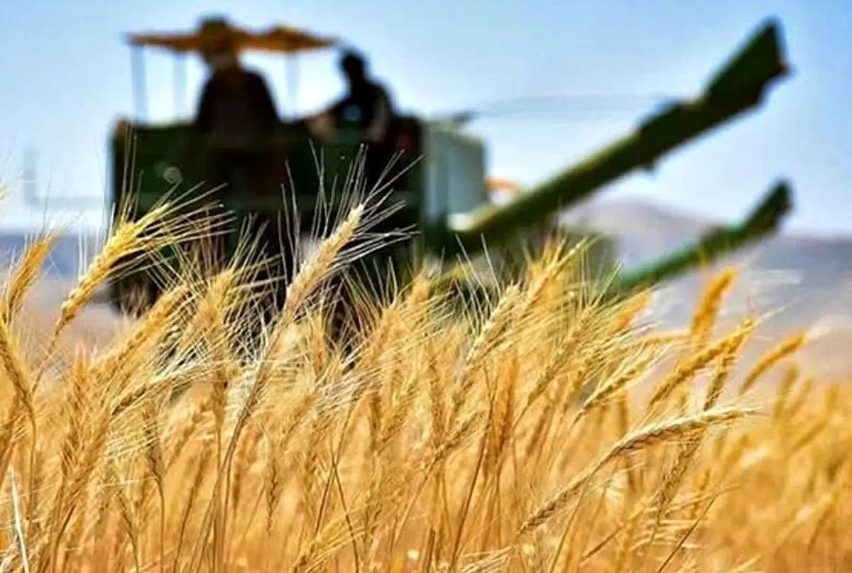 خرید تضمینی گندم نسبت به سال قبل کاهش یافت