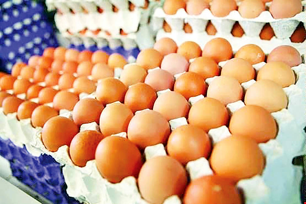 مرغداران عامل گرانی تخم‌مرغ نیستند