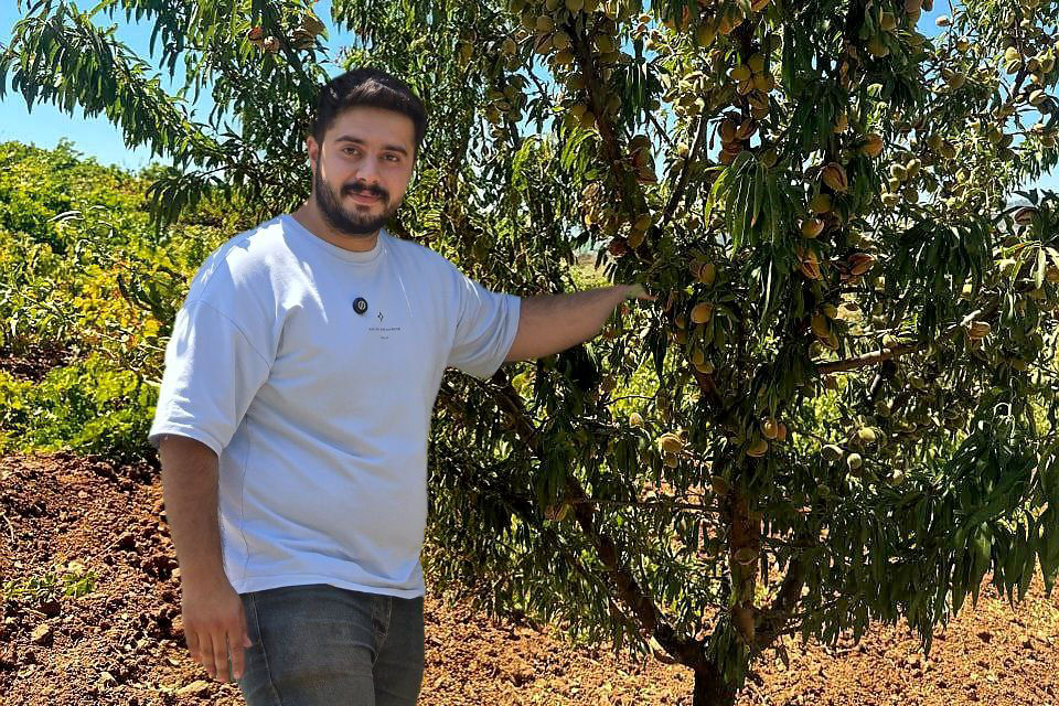 سهمیه نهال بادام دیمی و آبی؛ ثبت با کد ملی قبل از محدودیت بحران آب