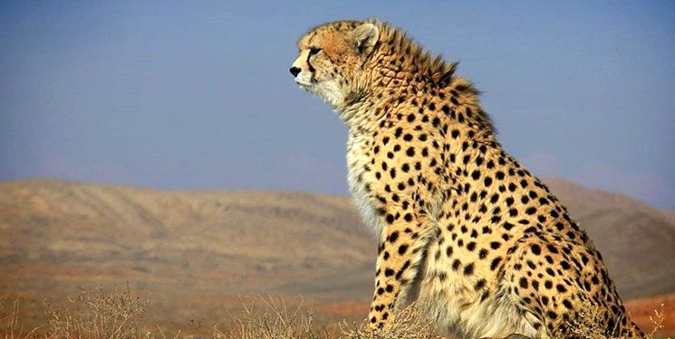 یوزپلنگ بیمار در توران تلف شد