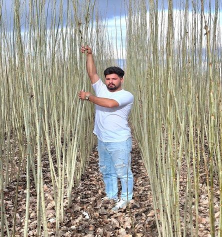 فروش نهال ‌های اقتصادی و پربازده نهال گردو، آلو، بادام، شلیل، گیلاس و... در پادشاه نهال