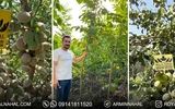 تولید یک میلیون اصله نهال گردو و بادام لیبل دار در میاندوآب
