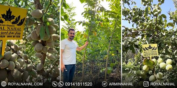 تولید یک میلیون اصله نهال گردو و بادام لیبل دار در میاندوآب