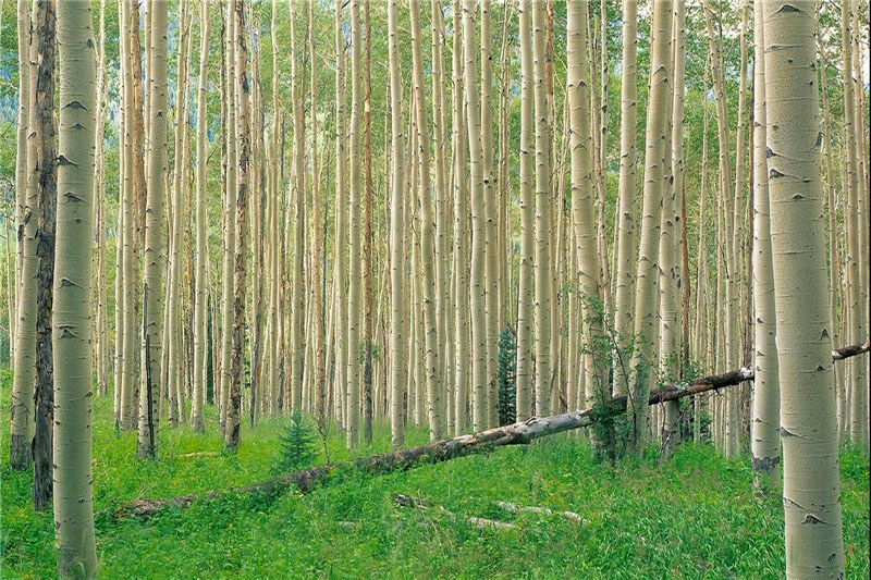 خرید نهال یارانه ای جهاد کشاورزی یک ساله تا 2 ساله فقط با قیمت استثنایی 5 هزارتومان و 15 هزارتومان