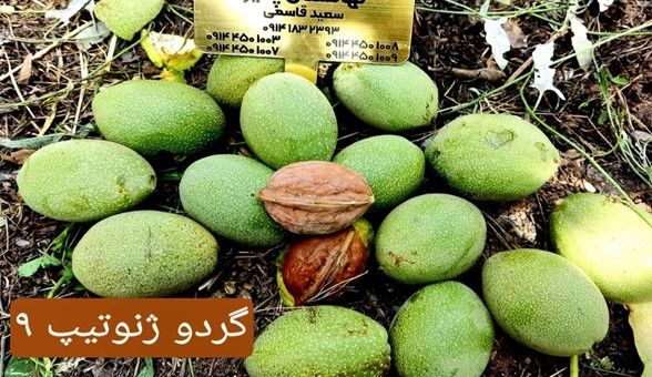 خرید انواع نهال گردو + بادام + فندق + میوه با تخفیف 30درصدی پالیز