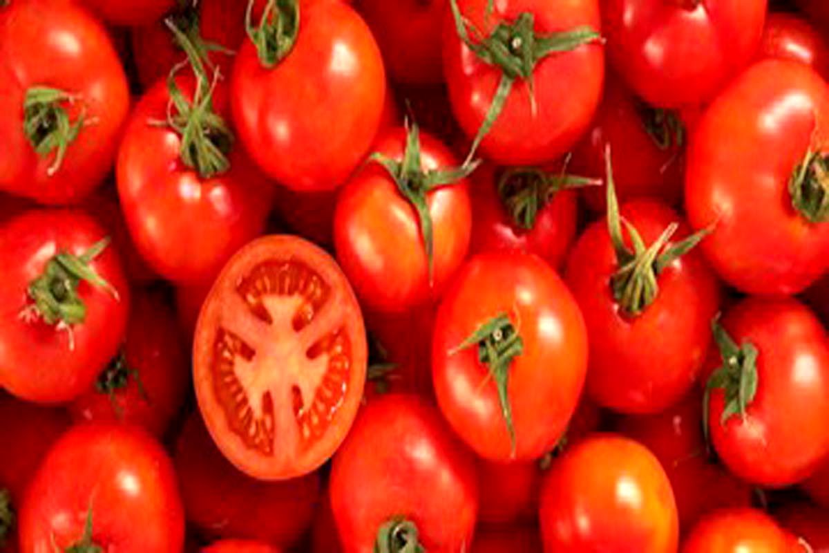 اعلام قیمت جدید گوجه‌فرنگی