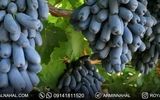 فروش گرانترین انگور دنیا، انگور موندراپ در نهالستان رویال نهال