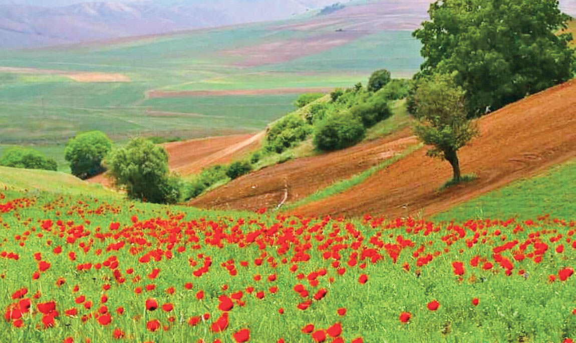 در دشت شقایق