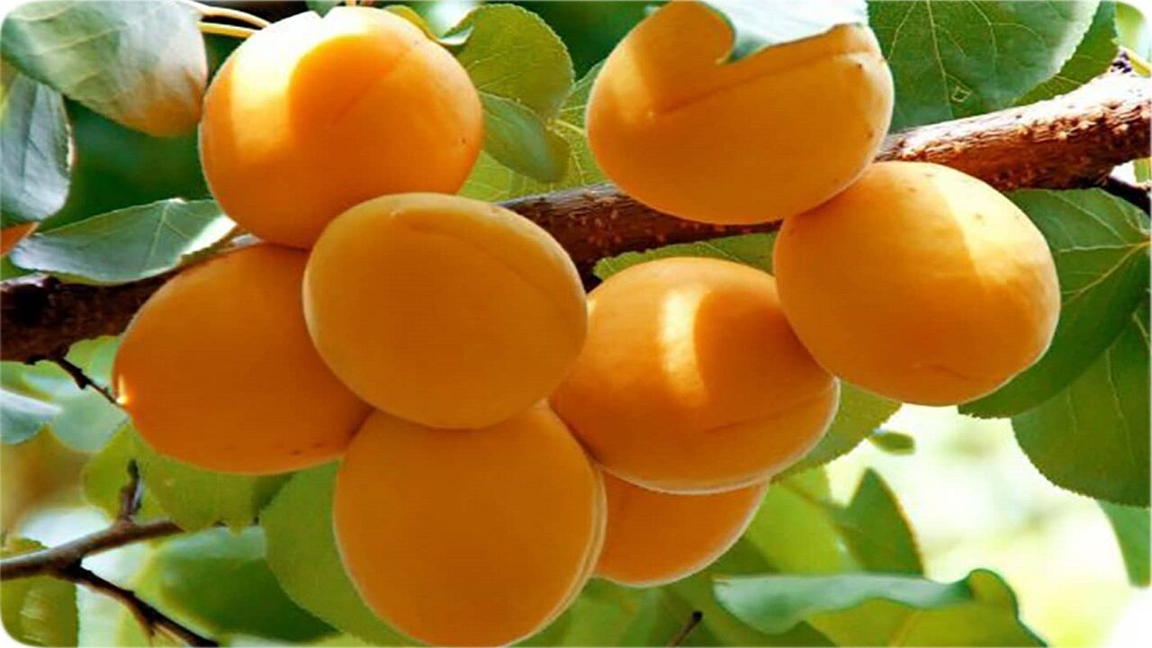 هسته زردآلو را بخوریم یا نه؟ 