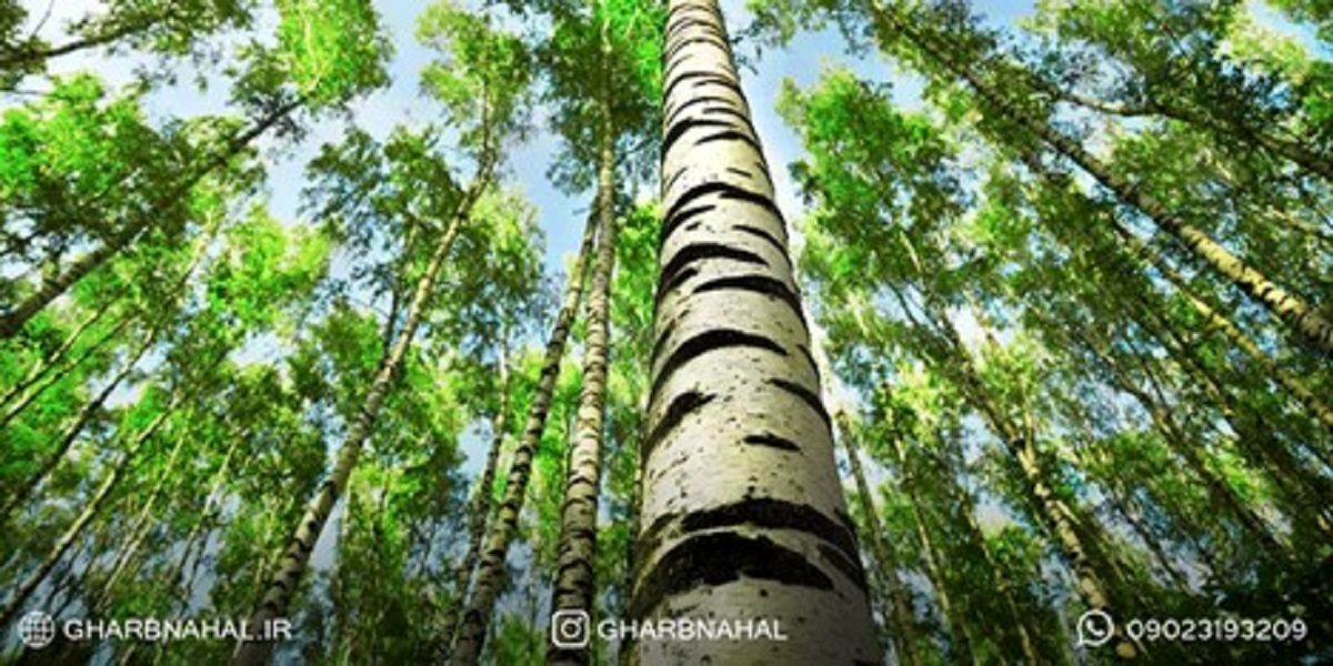 گام به گام با خرید و احداث باغ صنوبر رویایی با نهالستان غرب نهال