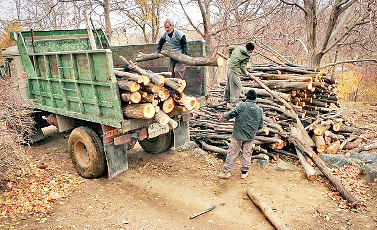 عدم حمایت دولت از زراعت چوب