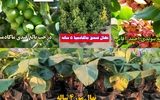فروش نهال با قیمت پارسال و 10 نهال جایزه به ازای خرید 100 نهال