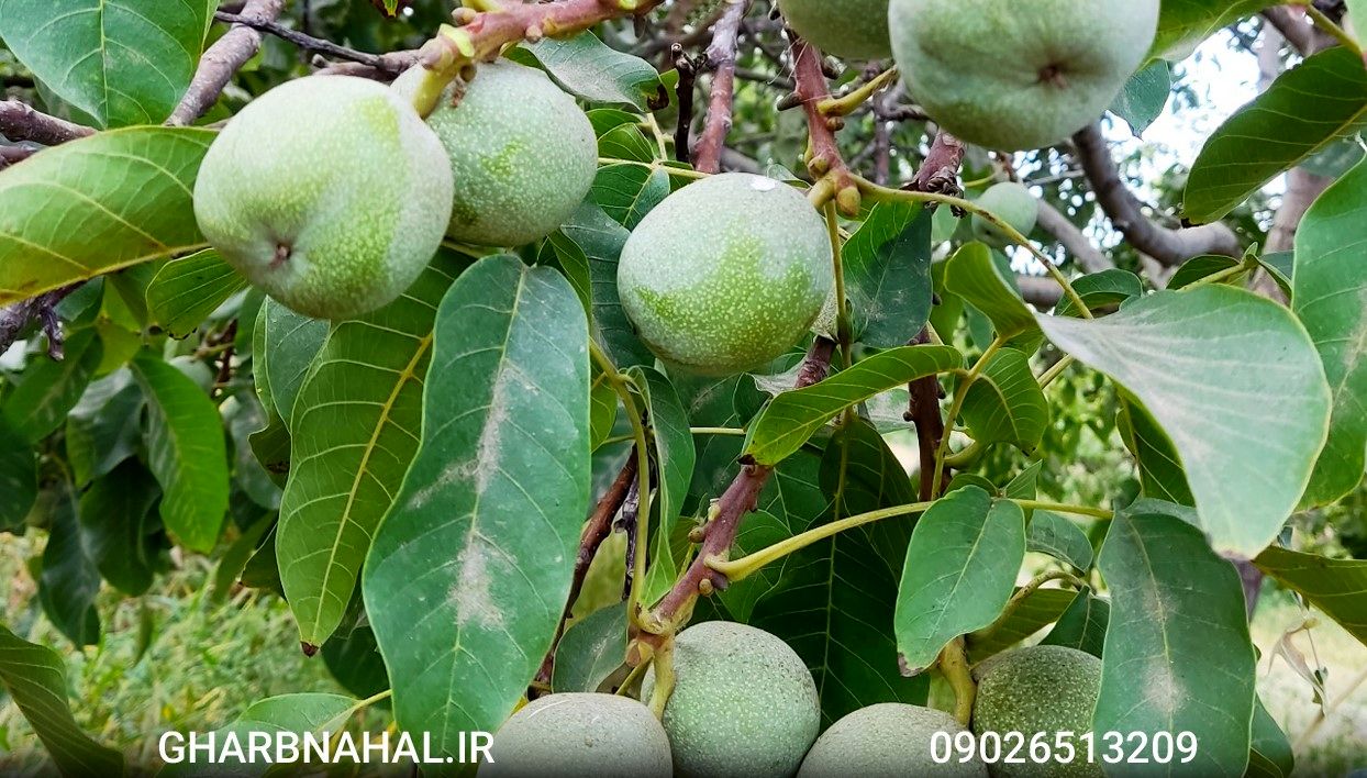 فرصت محدود خرید نهال گردو ژنوتیپ با گارانتی و ارسال سریع + مشاوره رایگان