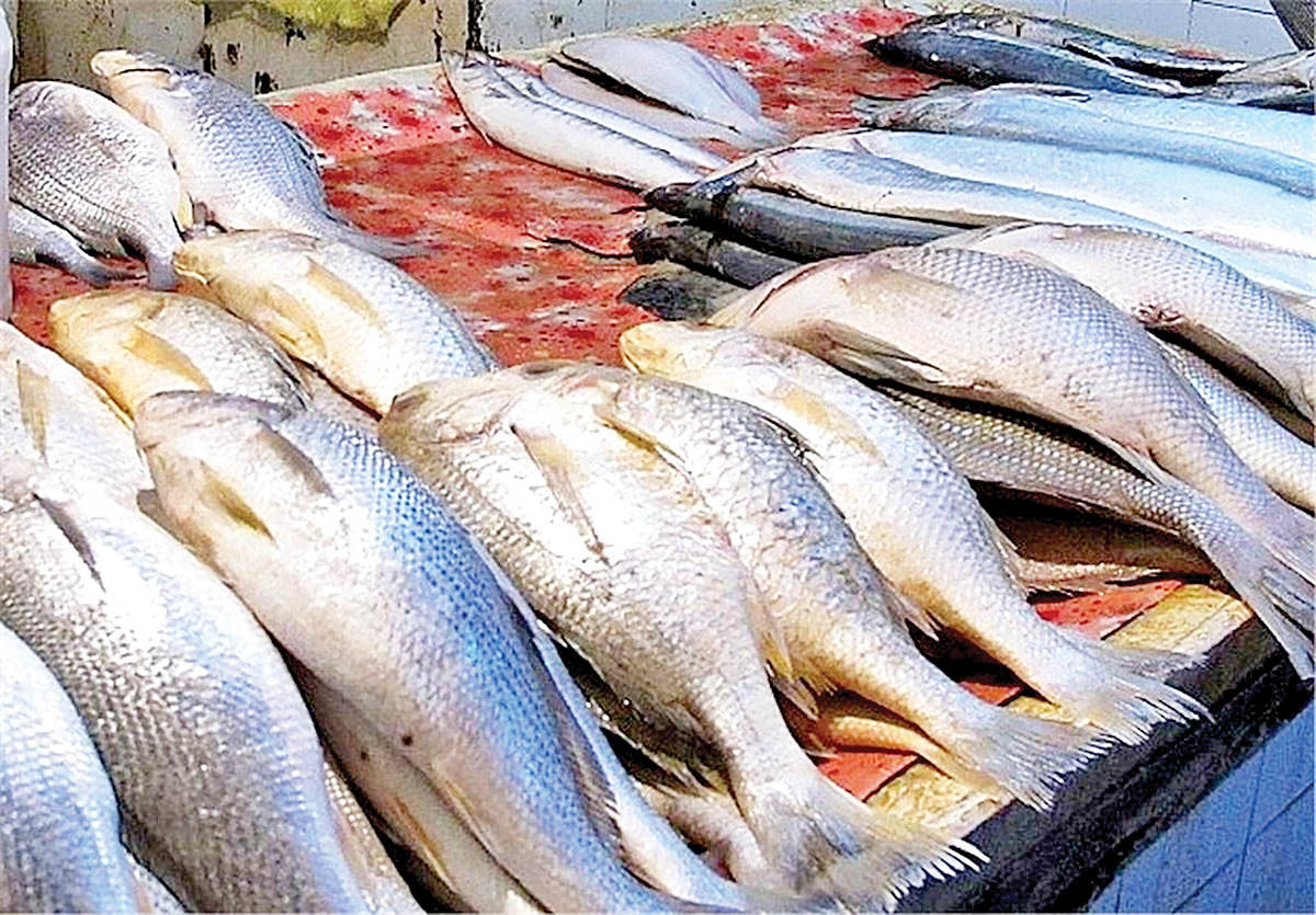 نرخ انواع ماهی اعلام شد