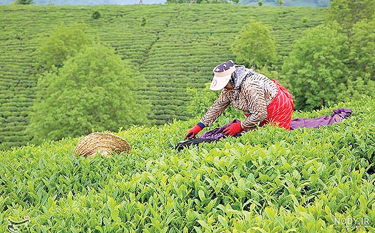 رشد 48 درصدی صادرات چای ایرانی