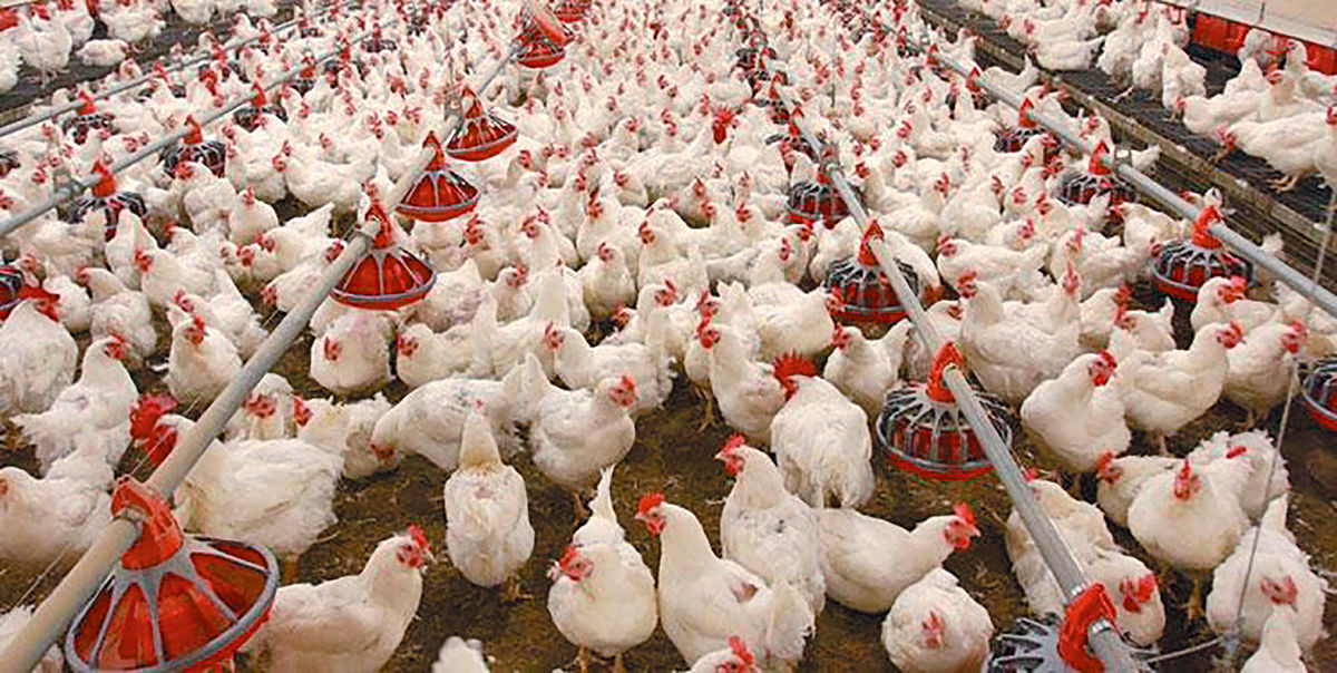 تولیدکنندگان مرغ یا توزیع‌کنندگان یارانه