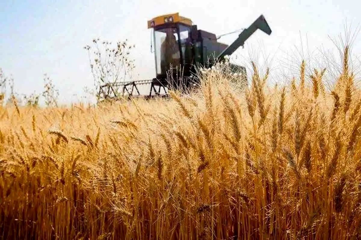 خبر خوش برای گندم کاران/ واریز 20 همت بابت خرید تضمینی گندم