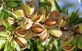 کاشت نهال بادام | کلید رسیدن به سودهای چند میلیاردی