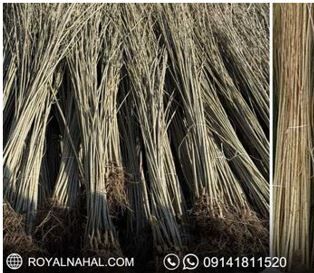 فروش نهال صنوبر نیگرا ترک ۳ متر به بالا فقط ۱۶ هزار تومان