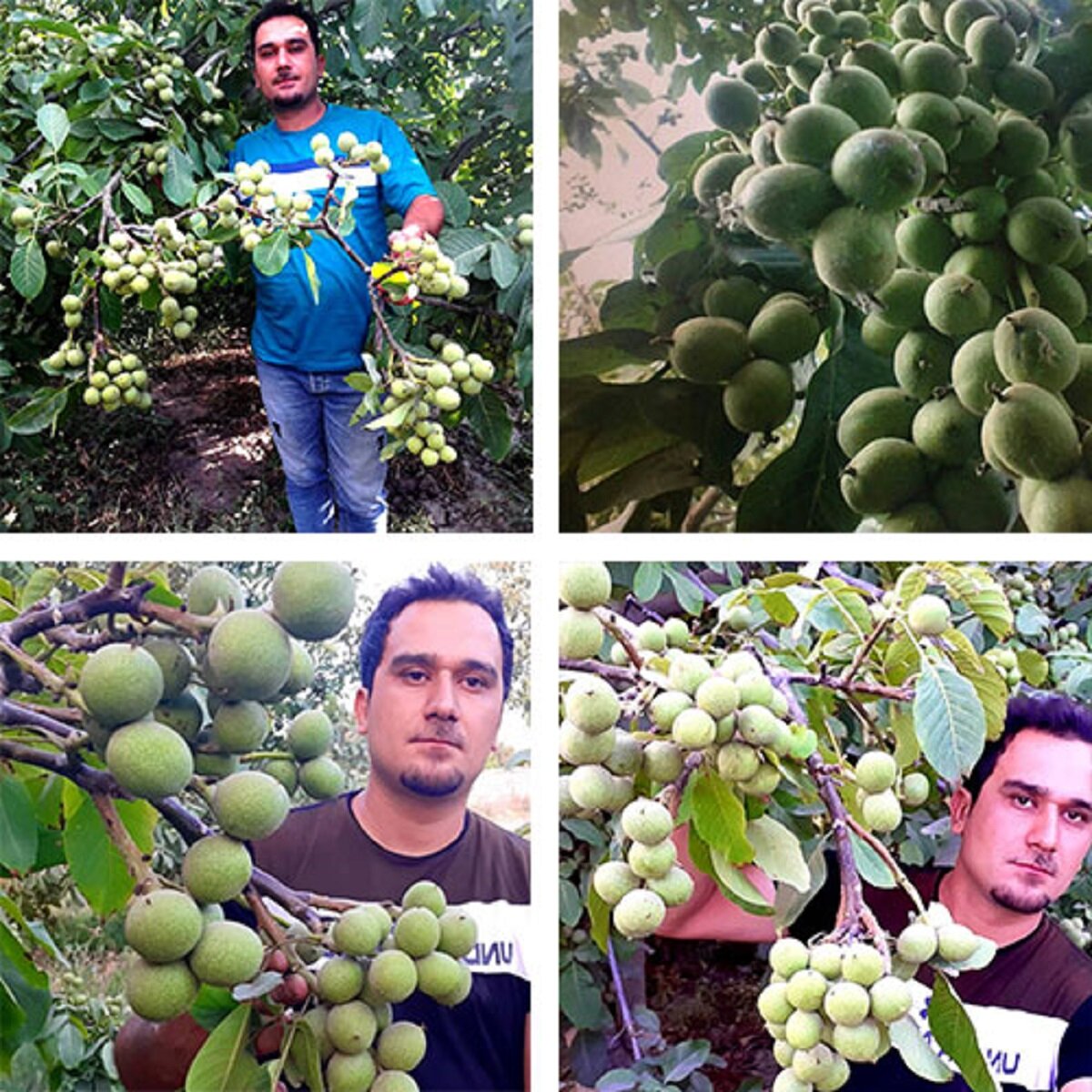 سوددهی باغ گردو در سال ۱۴۰۳
