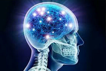 هشدار؛ این مواد غذایی به مغزتان آسیب می‌رساند