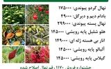 جشنواره فروش  نهال پسته پیوندی + گردو پیوندی + بادام دیرگل بارکددار با  ارسال یک روزه