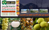 جشنواره خرید نهال با 67 درصد تخفیف رو به اتمام هست