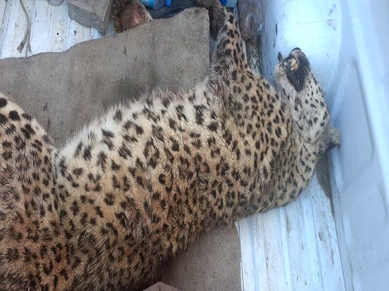 یک قلاده پلنگ در قوچان کشته شد