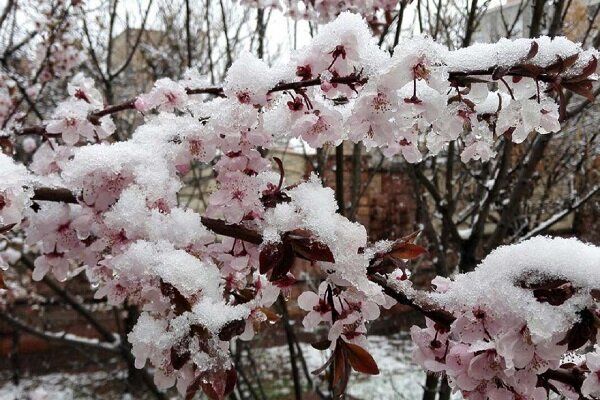 احتمال یخ‌زدگی محصولات باغداران و کشاورزان در موج سرمای جدید