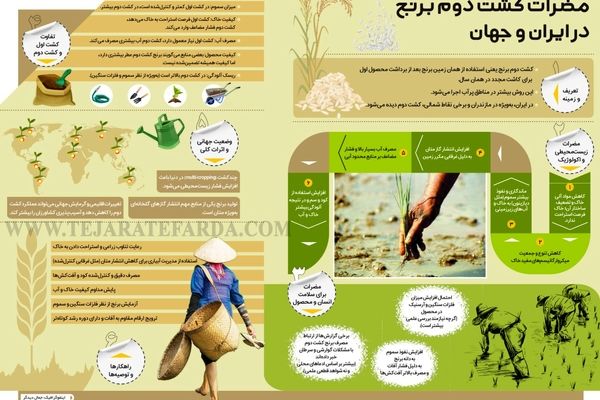 مضرات کشت دوم برنج در ایران و جهان