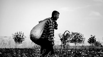 کوچ سرمایه‌ از مزارع تشنه ایران