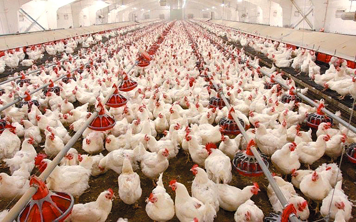 اختلاف هزینه‏‏‌های تولید مرغ با نرخ مصوب