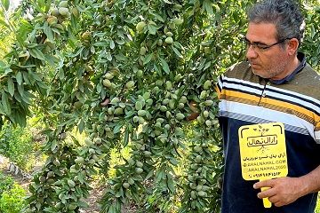خرید انواع نهال گردو، بادام و میوه تضمینی از نهالستان آرال نهال؛ انتخابی مطمئن برای سرمایه‌گذاری باغداری